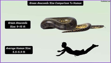 Green Anaconda Size: How Big Are They Compared To Others?