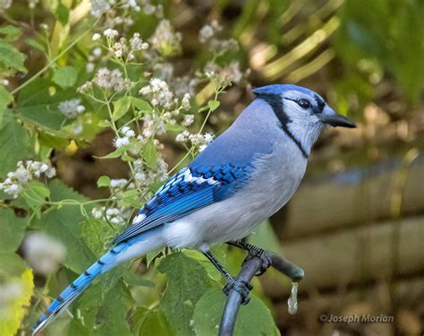 Blue Jay | BirdForum