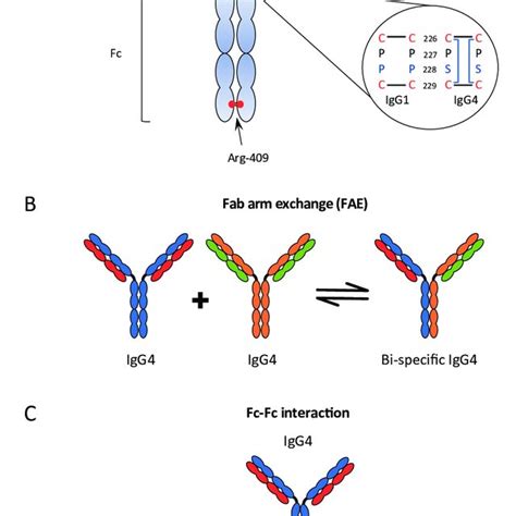 Characteristics of IgG4: structure of IgG4 antibody (A); Fab-arm ...