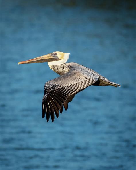 Male Brown Pelican flying by Photograph by Chuck Behrmann - Fine Art America