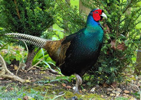 Visiting The Green Pheasant - Japan's National Bird Japan 2024