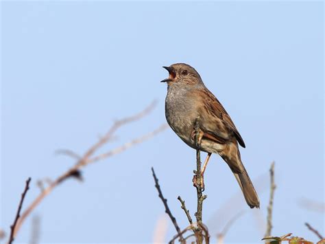 Dunnock Nesting: A Complete Guide | Birdfact