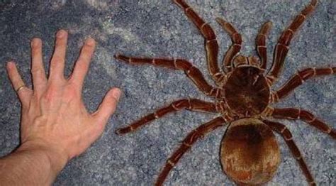 Goliath Birdeater: World's Largest Spider Can Grow As Long As A Child's ...