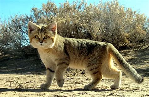 Sand Cat - Description, Habitat, Image, Diet, and Interesting Facts