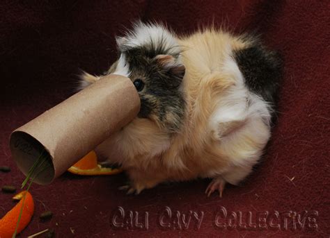 Diy Guinea Pig Toys With Toilet Paper Rolls – Wow Blog