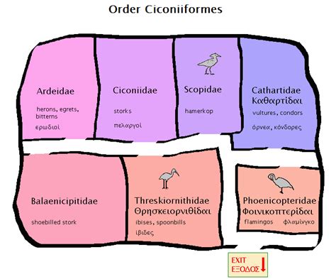 Ciconiiformes