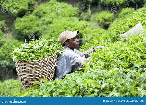 Worker Harvesting Melon In Greenhouse Melon Farm Royalty-Free Stock ...