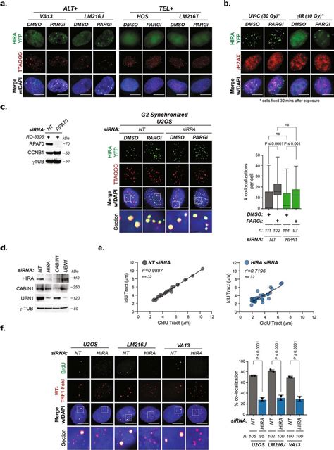 Selectivity of HIRA for localization to telomeres in ALT cancer cells ...