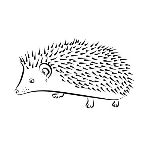 African pygmy hedgehog stock photo. Image of albiventris - 129462312