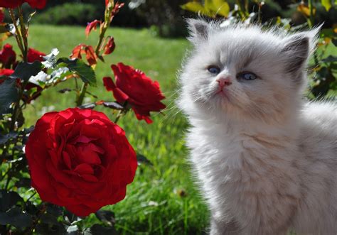 cats, Roses, Fluffy, Kittens, Animals, Flowers Wallpapers HD / Desktop ...