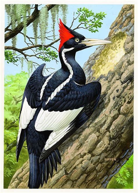 Ivory billed woodpecker - Alchetron, the free social encyclopedia