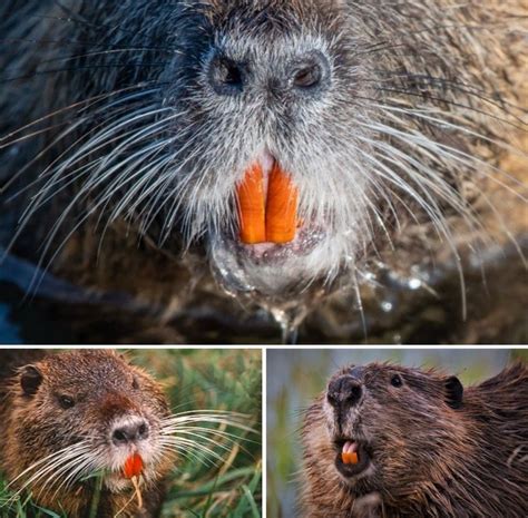 Beaver’s teeth are orange in color as the teeth contain Iron-rich outer ...