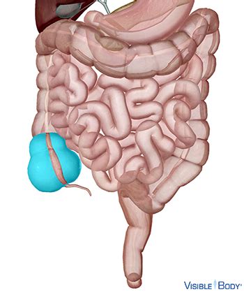 Glossary of the Digestive System | Learn Digestive Anatomy