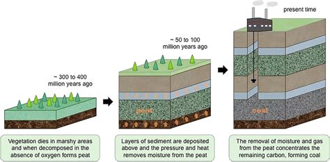 Schematic presentation of coal formation through the hundred million... | Download Scientific ...