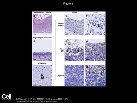 Volume 17, Issue 12, Pages (December 2016) - ppt download