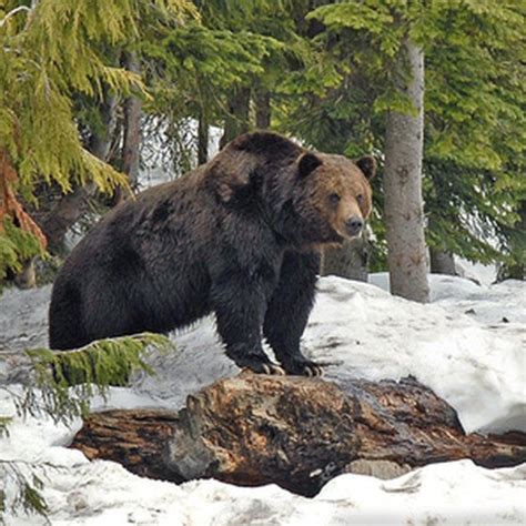 Animals in Denali National Park | USA Today