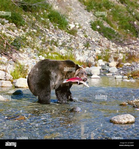 Wild Silvertip grizzly bear salmon fishing in Alaska Stock Photo - Alamy