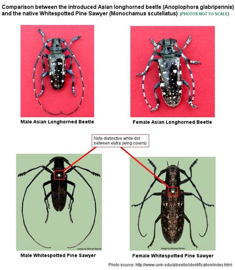 Asian Longhorned Beetle Map