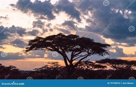 African Acacia Tree at Sunset Stock Photo - Image of tree, heritage: 70799876