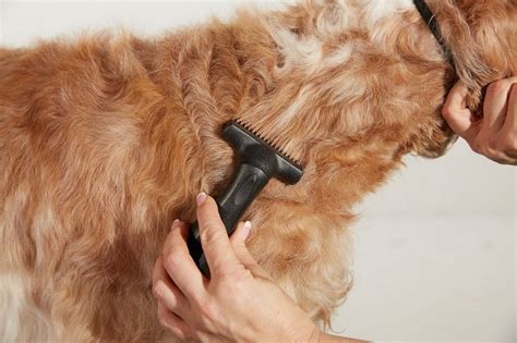 Andis Premium Pet Grooming Tools: Deshedding Tool | Best Grooming Products For Pets | POPSUGAR ...