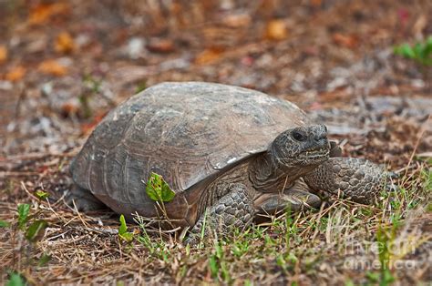 Florida Gopher Tortoise Photograph by Anne Kitzman | Pixels