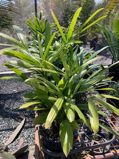 Some shade and... - Karnup Nursery - Arid & Exotic Plants