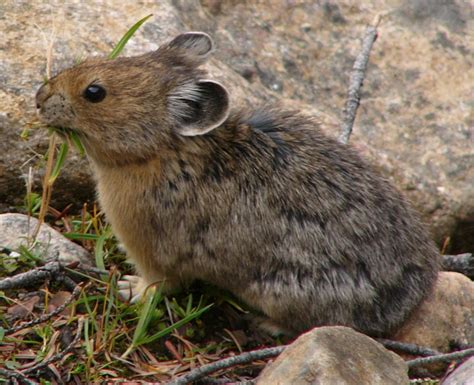 Rabbits, Hares, and Pikas - The Daily Garden