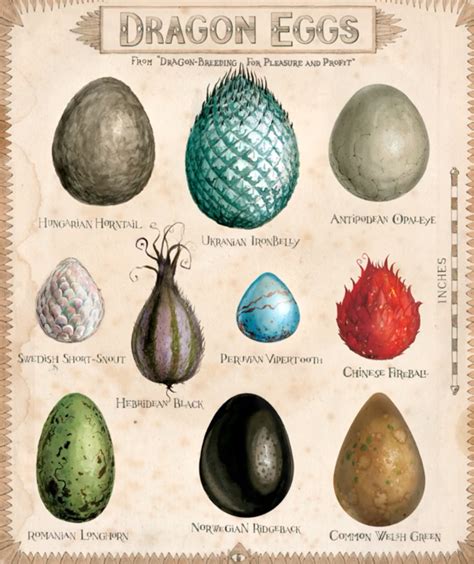 Dragon egg | Harry Potter Books Wikia | Fandom