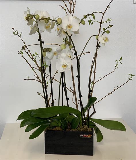 Orchids Photo Gallery — Wholesale Flowers, Floral Design, Orchids- Mina Flower Design