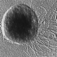 Cells | Biological Principles