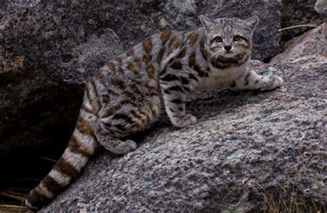 Field Notes: Finding Jacobo; an Andean cat captivates conservationists