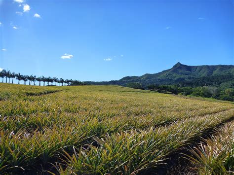 Pineapple Season in Mauritius 2025 - Rove.me