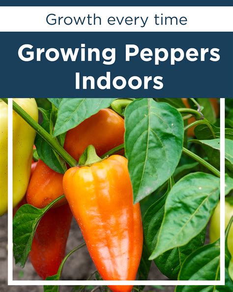 HOW TO GROW PEPPERS INDOORS | Stuffed peppers, Growing peppers, Pepper plants