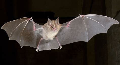 First Stem Cells From a Bat Species Known to Harbor SARS-CoV-2 Could Shed Light on Virus ...