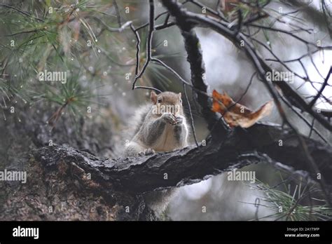 Squirrel eating peanut Stock Photo - Alamy