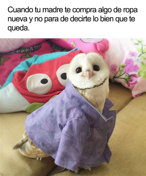 10+ Alegres memes de animales para comenzar el día con una sonrisa ...