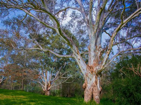 Banksia Park, Attraction, Melbourne, Victoria, Australia