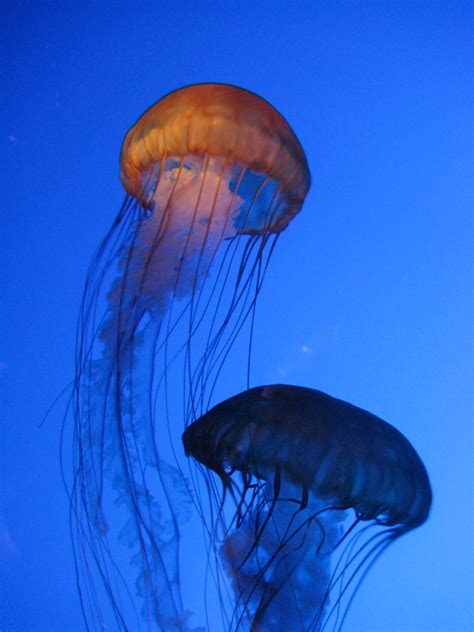File:New England Aquarium.jpg - Wikitravel Shared