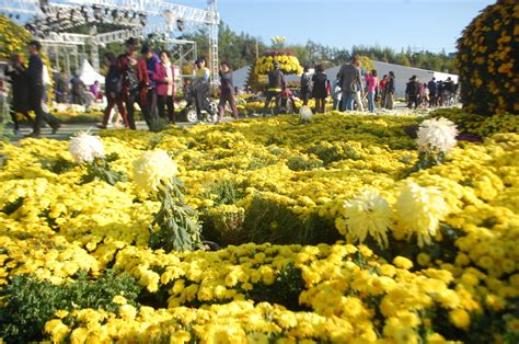 Iksan Chrysanthemum Festival (Rare Vlog from us!) - Learn Korean with ...