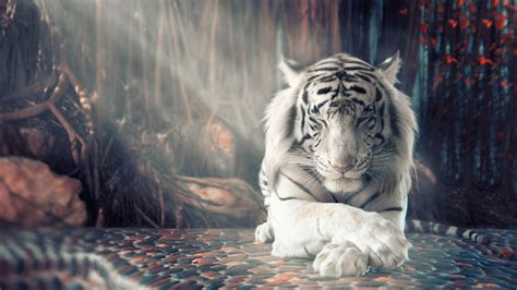 White Tiger Wallpapers | HD Wallpapers | ID #25346