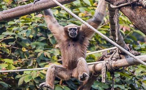 10 Animals Found In Bangladesh - WorldAtlas.com