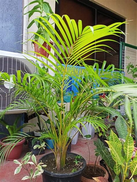 8 Untold Areca Palm Benefits - Plants Craze