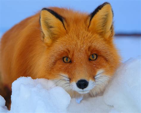 Red Fox in Snow in 2020 | Fox in snow, Red fox, Christmas cocktails recipes