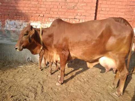 Sahiwal Cow Supplier, Wholesale, Bulk Trader In India