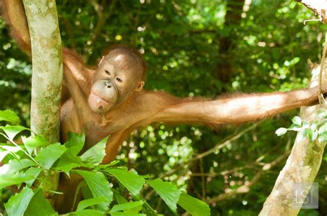 Orangutan Island: falling in love with the animals of Borneo