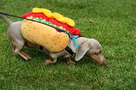 Dachshund in a Bee Costume for Halloween Outside on the Sidewalk ...