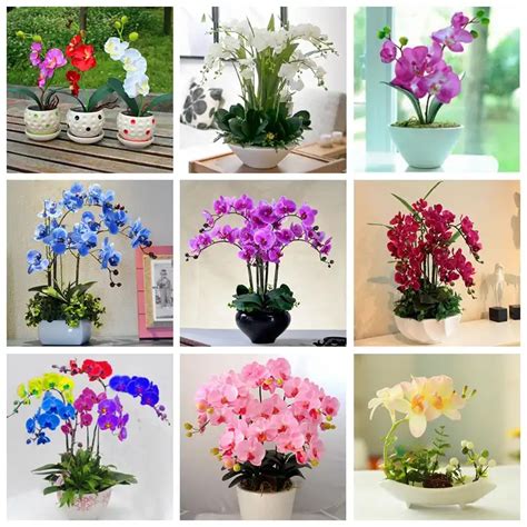 Phalaenopsis Orchid Varieties