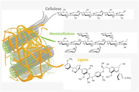 Plant Cell Wall Lignin - Lignin - 1780x1121 PNG Download - PNGkit