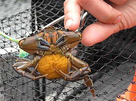 Eating Invasive Species: Stopping the Green Crab Invasion - Buying Seafood