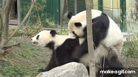 Pandas Mate at Schönbrunn Zoo, Vienna on Make a GIF